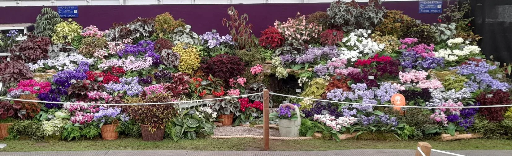 Britain's Premier Indoor Plant Specialists