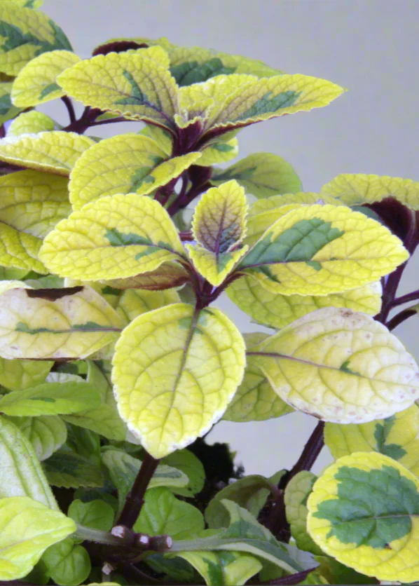 Featured Potted Plants