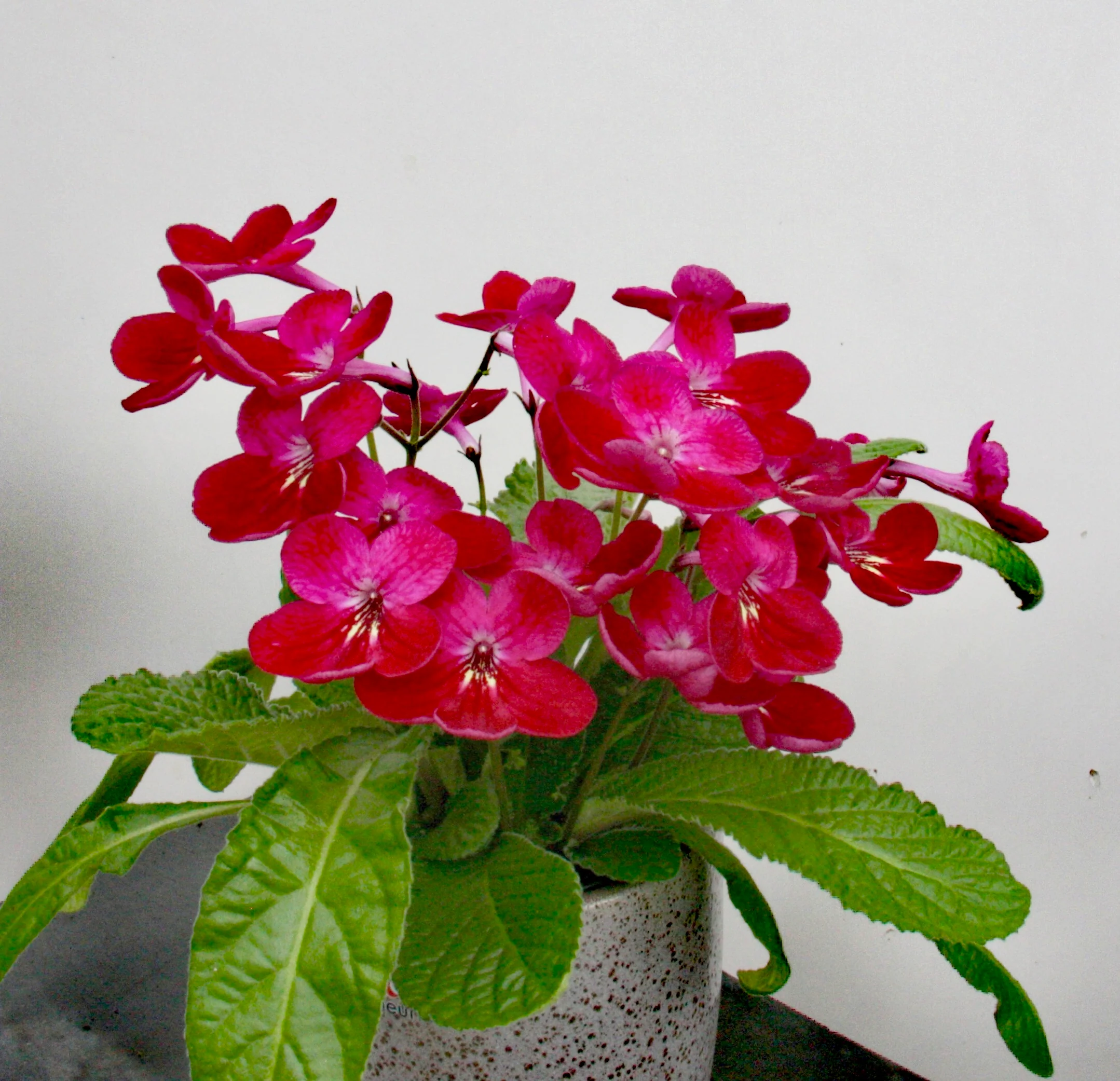 New Plants for 2026